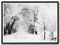 Seasonal Scenes Holiday Cards, Holiday Cards Serene
